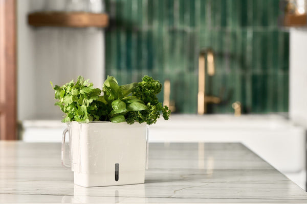 Cole & Mason Fresh Cut Herb Keeper Pot